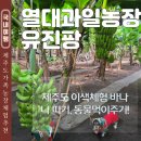 하나로농장-2 | 제주도 바나나따기 열대과일농장 유진팡 강아지 동반