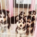 개네엄마 이미지