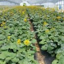 백우농장 이미지