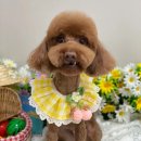 뉴데이 반려견 미용실 이미지