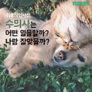 [취뽀직업사전-7] 수의사는 어떤 일을할까? 나랑 잘 맞을까? 이미지