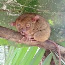 수영초교 | 보홀 자유여행 패키지 비용 가족 보홀 여행 코스 추천