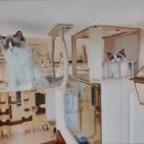 아이조아 캣파크 서울점 이미지