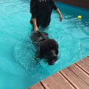 용문 애견 이미지