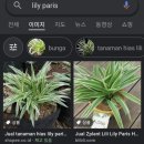 빠리스