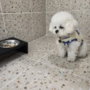 소심유치원 | 달서구애견유치원 대구강아지유치원 헬로우버디