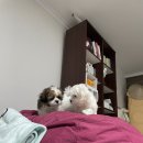 꼬순내 이미지
