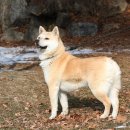 더사랑할개 이미지