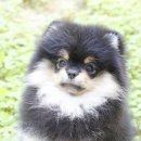 허브애견 이미지