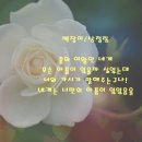 백장미