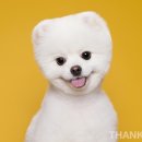 스튜디오 토푸