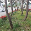 춘양목 호스텔 이미지