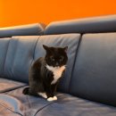 개냥이 | 수원고양이카페 무릉냥원 후기｜개냥이 구조묘와 함께한 조용하고 아늑한 시간