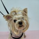 댕실 댕실 이미지