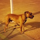 우리집첫째 이미지