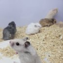 펫엔글라이더 천안점 이미지