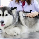 정산동물병원 이미지