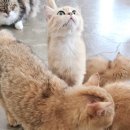 굽냥 | 평택 고양이카페 '식빵굽냥' 아깽이와 꾹꾹이 힐링 후기