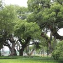 12th forest 이미지