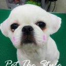 펫더스타일 이미지