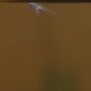 홈브리딩 이미지