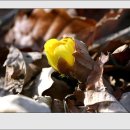 해뜨는아침 이미지