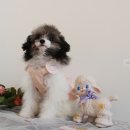 마이젤리빈 이미지