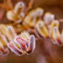 버드나무 이미지