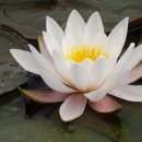 내마음의 정원 이미지