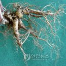 산삼전시장 - 안산시 단원구 | 산삼전시장