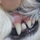 덴탈스토리 이미지