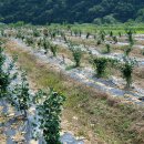 은행나무농장 이미지