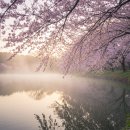 영산성지 주차장 화장실 | 봄철 경남 벚꽃 드라이브 코스 추천｜연지못 수양벚꽃으로 떠나는 여행