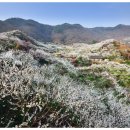 매실농장 이미지