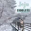 눈꽃어린이공원 | 제주 겨울 가볼만한 곳 1100고지 어승생악 실시간 첫눈 탐방로 CCTV 눈꽃 버스시간표