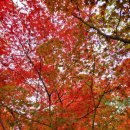 비슬산 숲속 오토캠핑장 이미지