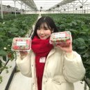 향수농장 | 서울근교 딸기농장체험: 이천 베리의뜰! 직접 수확해서 더 맛있는 최고급 딸기