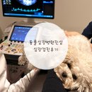 라온펫동물병원 | 천안 강아지 심장 동물병원 동물심장병원진심 심장검진 후기