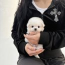 야옹아멍멍해봐삼각점 이미지