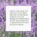 한국아로마교육원 이미지