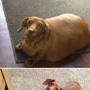 피카소동물병원 이미지