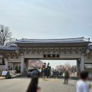 뽑기사관학교 | 군항제 3월 29일 방문후기 💢레드라인 셔틀버스 명동...주차장 비추 💢 해군사관학교내는 임시버스 타고...