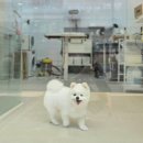 행복한애견미용실 이미지