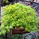 풍산농산 이미지