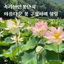 보은용사촌.펜션단지 | 충북 보은 속리산 연꽃단지 올라가는길 숨겨진 힐링스팟