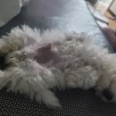 콜렌육십도 이미지