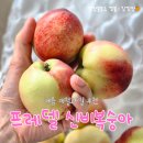 복숭아 | 제철이라 기대하고 구매한 프레델 신비복숭아 내돈내산 후기
