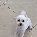 멍그라미 이미지