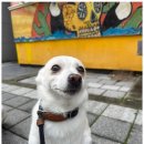 굿독 | 하남애견유치원 우리 아이에게 딱 맞는 케어를 찾아서, 굿데이독 후기