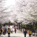 4월 벚꽃 개화기 월미‧수봉‧자유‧인천대공원 전면 폐쇄 이미지